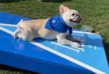 Dog Days of Miramar Promotes Rescue Organizations