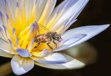 Honey in the Bank: $2M Grant to Support Pollinator-Friendly Habitats Along Central Coast