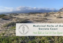 Herb Walk at Coal Oil Point Reserve