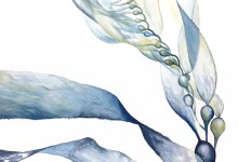 Kelly Clause: Watercolors of Sea and Land Show