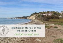 Herb Walk at Haskell’s Beach