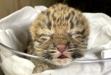 Rare Amur Leopard Cub Born at Santa Barbara Zoo