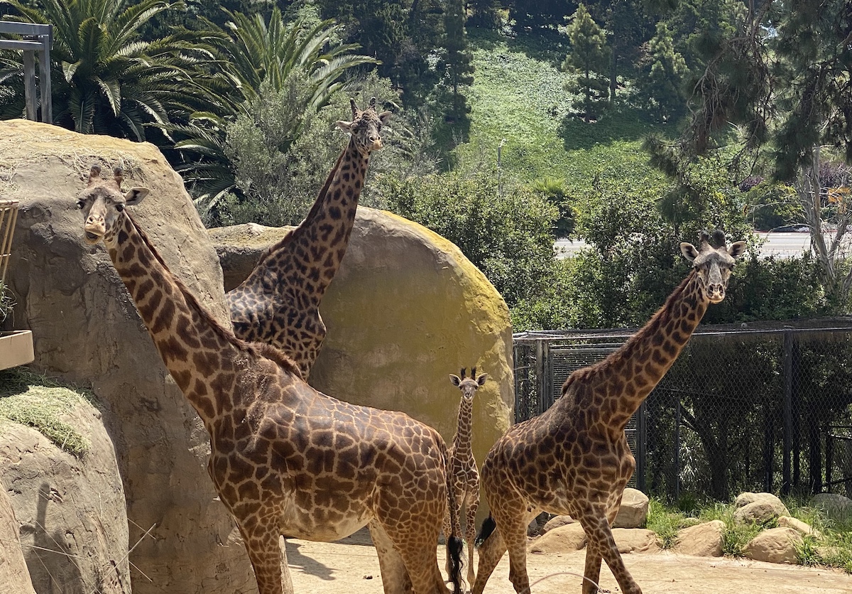 Santa Barbara Zoo Announces Two Endangered Giraffes Pregnant - The
