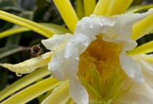 National Honey Bee Day Celebration