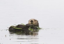 The Ebb and Flow of Monterey Bay’s Elkhorn Slough