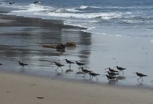 Beach Walk: Low Tide, High Ratings!