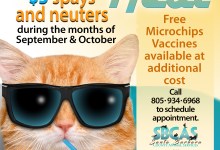 “Beat the Heat” with $5 Spay or Neuter Surgeries for Cats