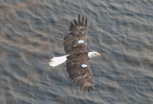 Two Bald Eagles Take Up Residence at Scorpion Anchorage