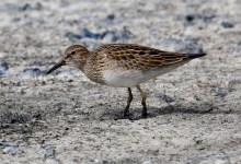Santa Barbara Birding: Fall Is Here and Shorebird Migration Is Rich This Year