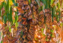 Despite Restoration, Monarchs Still Missing from Demolished Beach City Grove