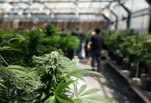 Santa Barbara Cannabis: Pot Price Drop and Market Glut?