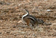 Memoirs of a Chipmunk Rancher