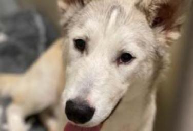 Emergency Fosters Needed for Husky Puppies