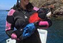 Science Pub From Home: Fish Pee in the Sea