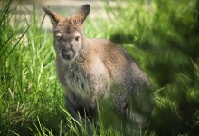 Two Wallabies to Join S.B. Zoo’s ‘Australian Walkabout’ Exhibit