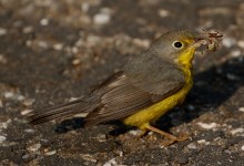 Santa Barbara Birding: Migration Rarity Roundup