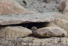 Recreating a Lost Ecosystem