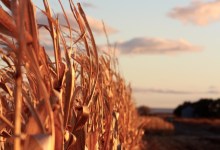 In-Person: Bourbon and the Beast