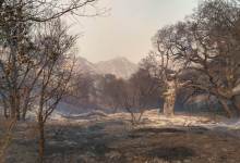 Alisal Fire Sunday Morning: 78 Percent Contained, 17,253 Acres Burned