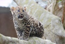 Amur Leopard Cub Marta Makes First Public Appearance at Santa Barbara Zoo