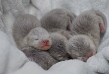 Santa Barbara Zoo Welcomes Four Baby Otters