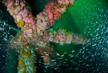 Online: Science Pub: Fishes of Local Oil & Gas Platforms