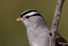 Santa Barbara Birding: To Feed or Not Feed Backyard Birds