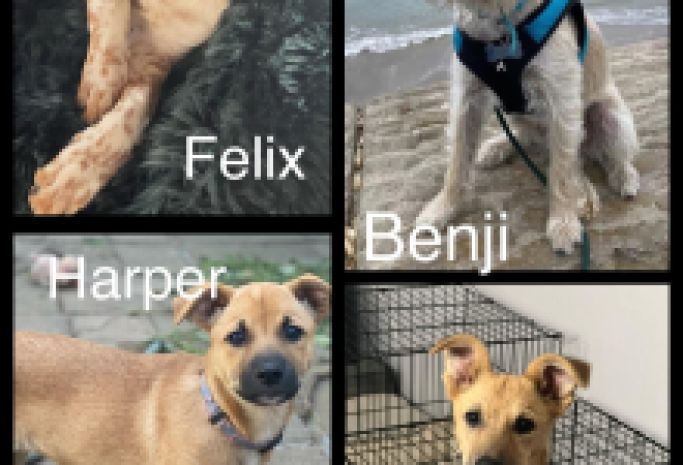 Danny, Benji, Harper and Felix