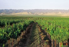 Santa Barbara County Named Wine Region of the Year