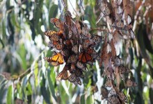 Participate in the Annual Thanksgiving Western Monarch Butterfly Count