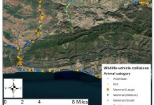 Gaviota Wildlife Corridor Inches Forward