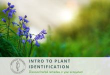 Intro to Plant Identification and Ecosystems