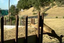 What Will a Wildlife Crossing in Gaviota Look Like?