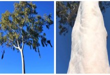 Goleta Historian Worries over Fate of the ‘Ellwood Queen’