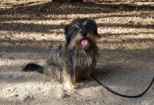 Barking Up the Right Tree