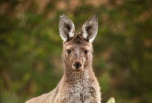 Kangaroos Join Santa Barbara Zoo, Part of New Australian Walkabout Exhibit
