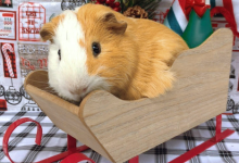 Journey, Precious, Jim and Whittaker