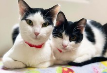 Drago, Magnum Bun, Hope, and Cowgirl