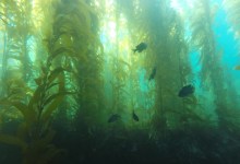 Giant Kelp Losing Nitrogen in Warming Waters