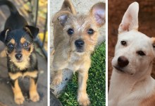 Cinderella, Maximus and Malea