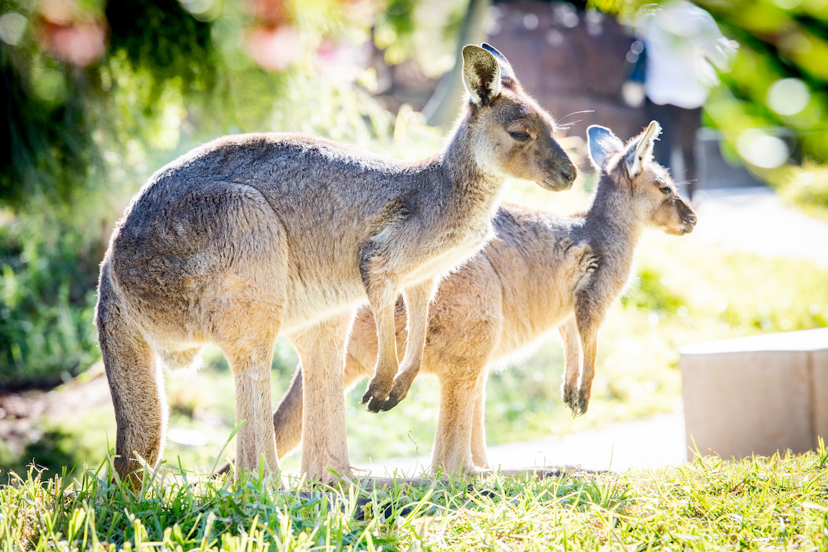 Free-Roaming Kangaroos, Wallabies, and Emus at Santa Barbara Zoo's  Australian Walkabout - The Santa Barbara Independent