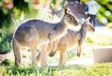 Free-Roaming Kangaroos, Wallabies, and Emus at Santa Barbara Zoo’s Australian Walkabout