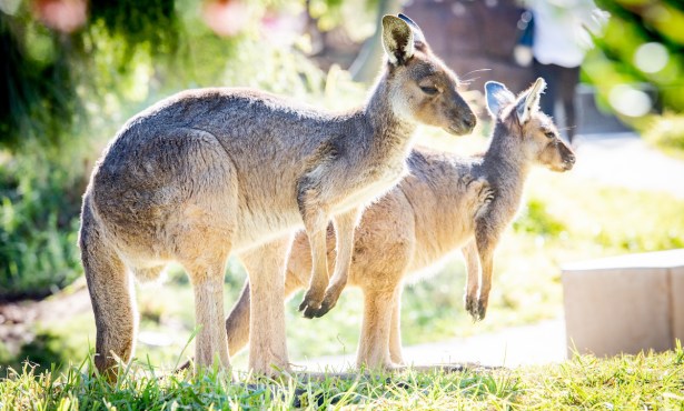 Free-Roaming Kangaroos, Wallabies, and Emus at Santa Barbara Zoo’s Australian Walkabout
