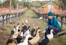 Breathing Life and Soul into Ibarra-Young Vineyard