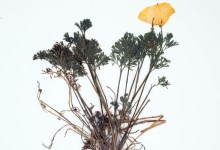 Exhibit: “PRESSED: BOTANICAL ART AND THE HERBARIUM”
