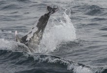 White Whale and Dalmatian Dolphin Spotted in Santa Barbara Channel