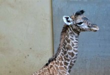 Santa Barbara Zoo Welcomes Baby Masai Giraffe, Raymie