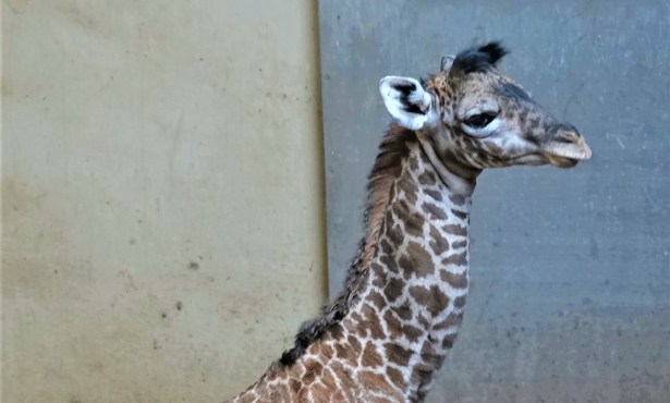 Santa Barbara Zoo Welcomes Baby Masai Giraffe, Raymie