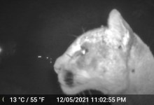 Mountain Lion Stalks Painted Cave Pets