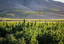 New Rules in the Works for Hemp Growers